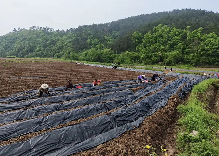 Black Biodegradable Weed Barrier Fabric
